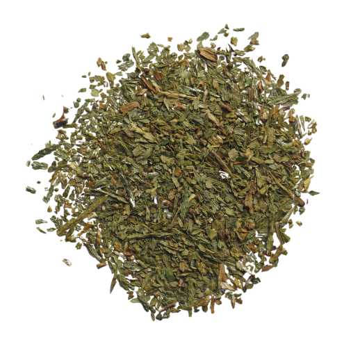 Thuja Sprossen (50g) - Thuja occidentalis